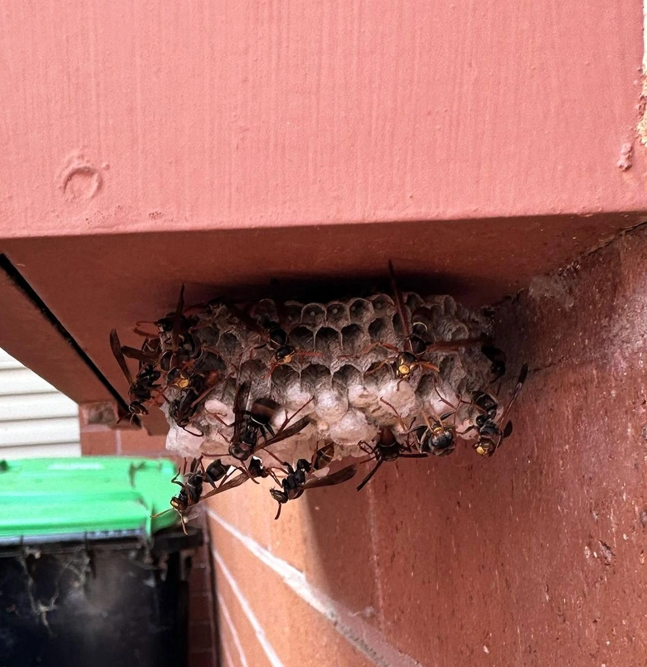 Technician performing a residential pest control treatment in Columbus Ohio