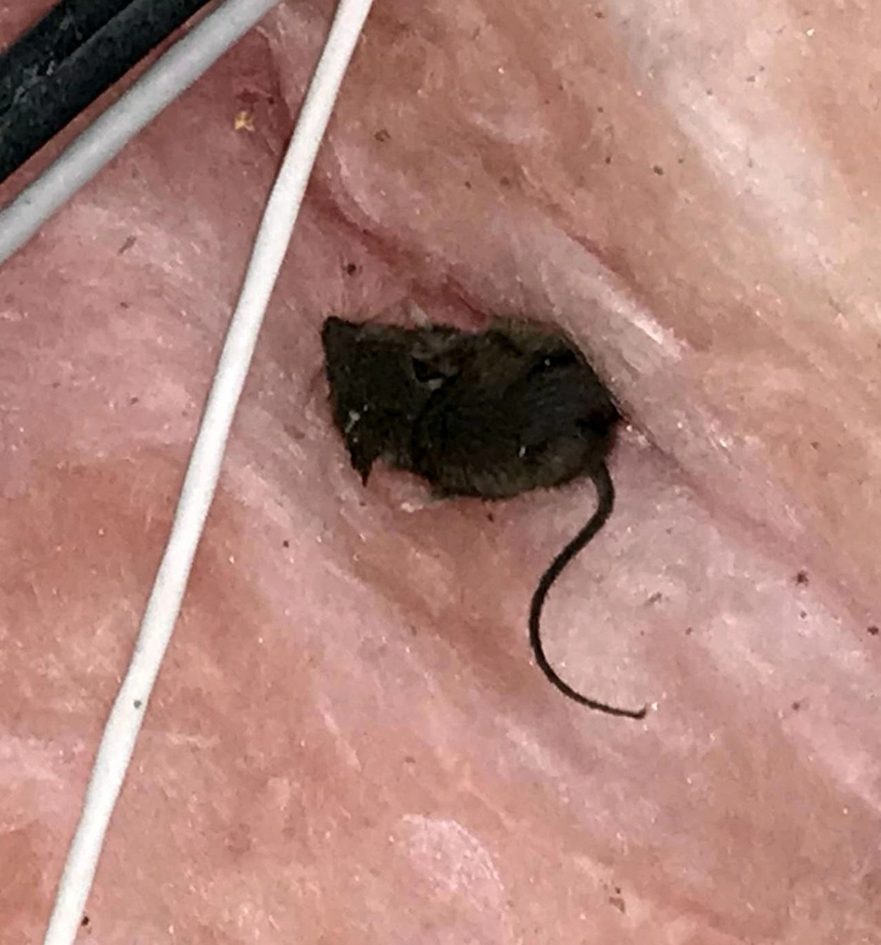 Emergency pest removal service at a Columbus area property
