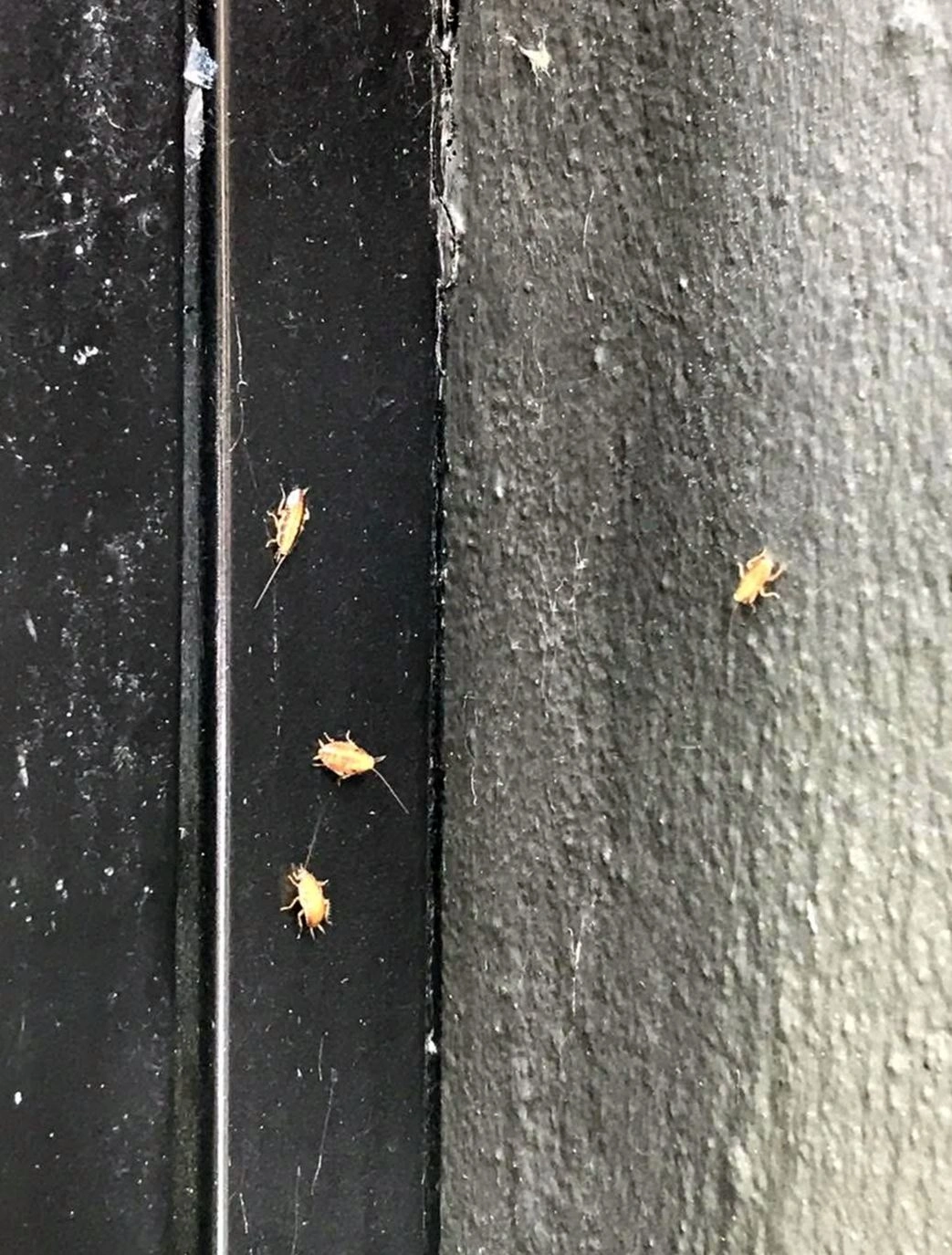Routine seasonal pest maintenance visit at a central Ohio home